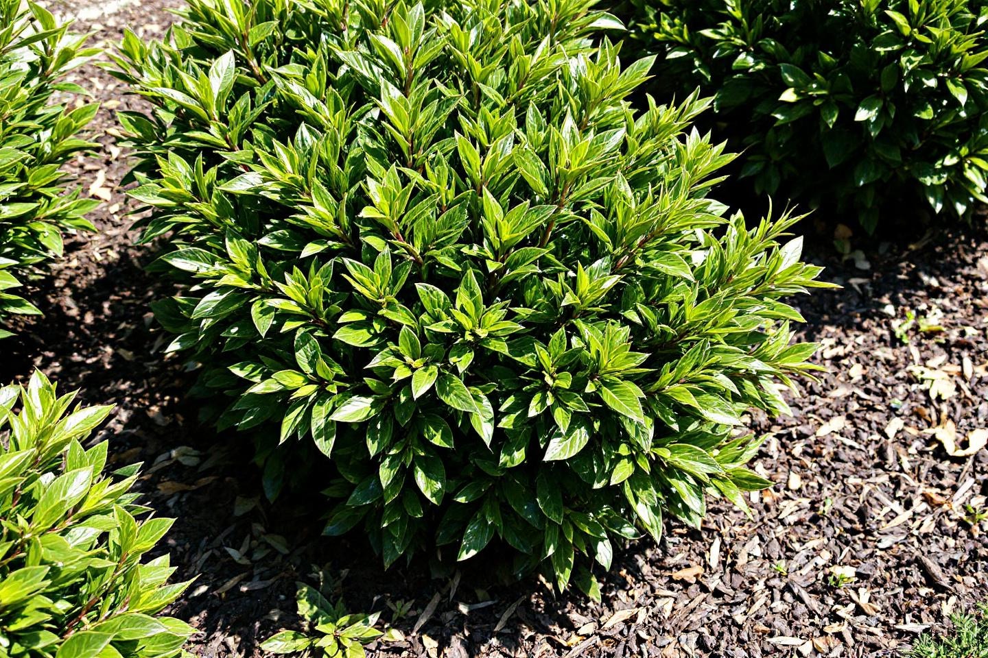 découvrez les jardineries incontournables qui transformeront votre passion du jardinage en réalité. explorez des plantes, des conseils d'experts et des accessoires de qualité pour créer un espace vert magnifique.