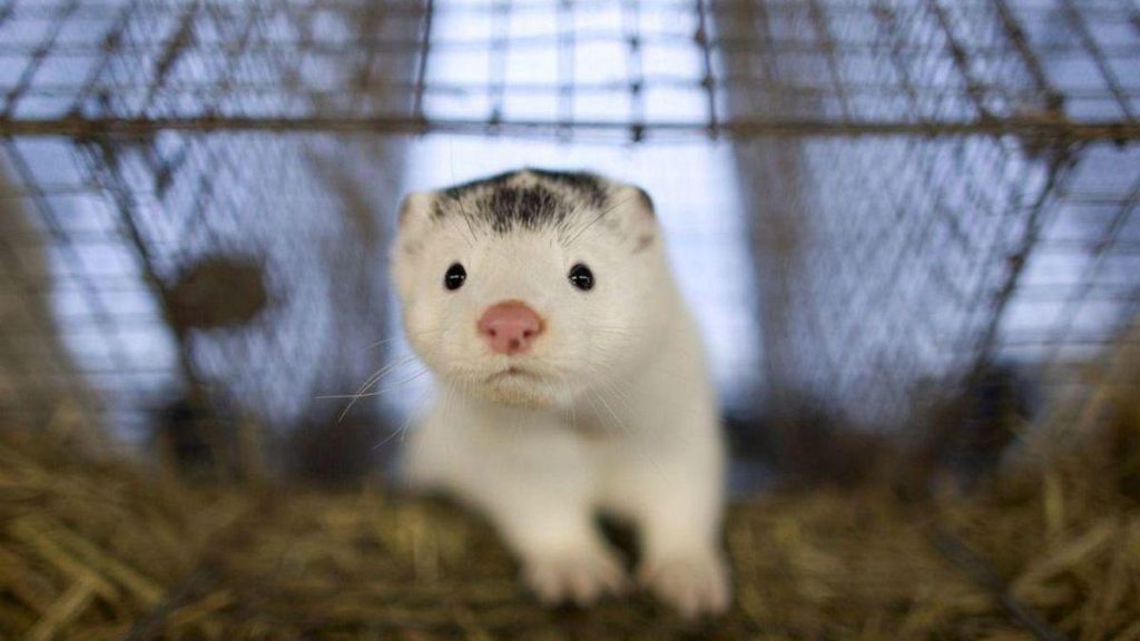 Nouveaux horizons en recherche et conservation des mammifères en Espagne : enjeux et initiatives à connaître