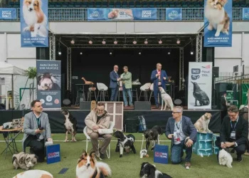 découvrez les meilleures animaleries de 2025, où qualité et bien-être animal se rencontrent. trouvez tout ce qu'il vous faut pour vos compagnons à quatre pattes, des conseils d'experts et des produits innovants. votre guide complet pour prendre soin de vos animaux !