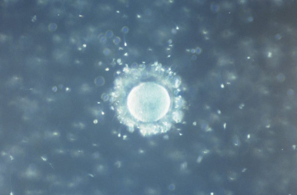 Impacto y desafíos de la fertilidad: aclarando tus dudas más comunes