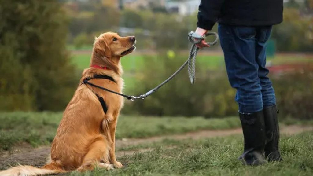 Les noms de chiens les plus populaires et leur influence sur le lien avec nos animaux de compagnie