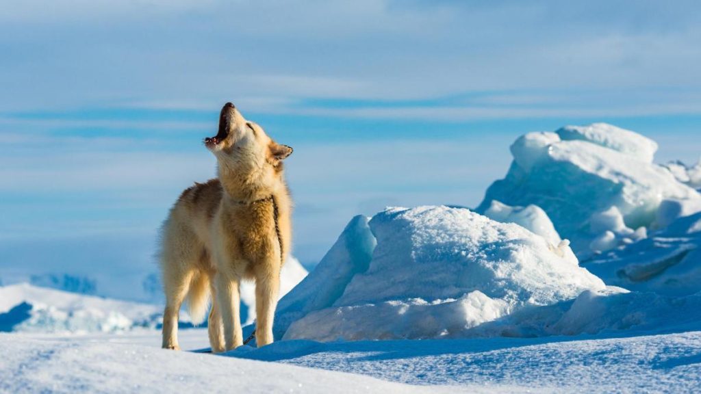 L’héritage génétique des chiens de traîneau groenlandais face à une menace contemporaine