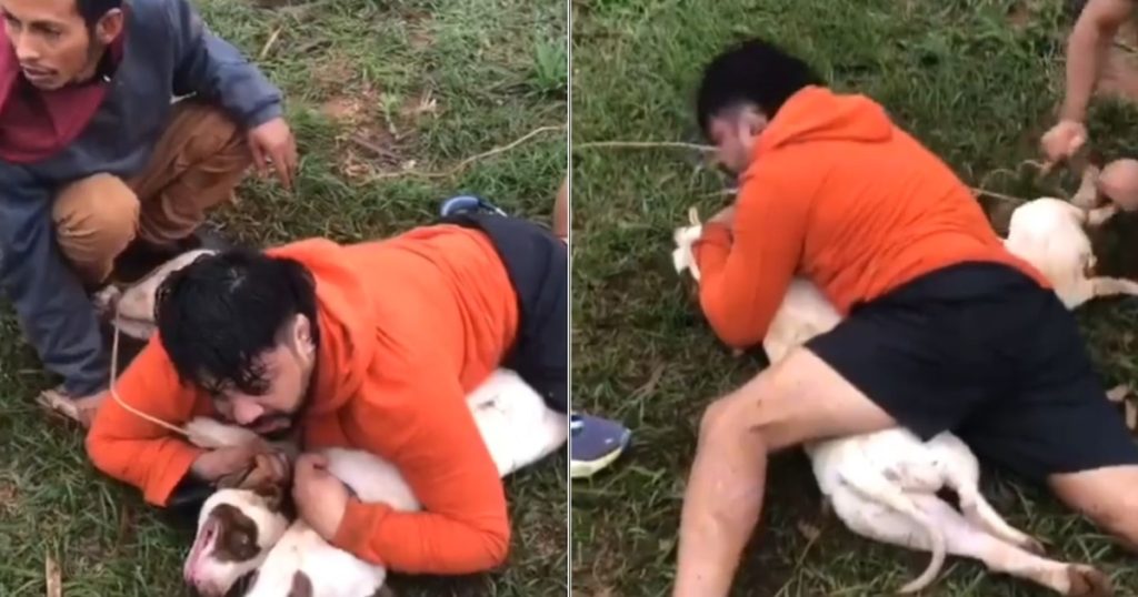 Un incident avec des pitbulls relance le débat sur la responsabilité des propriétaires d’animaux.