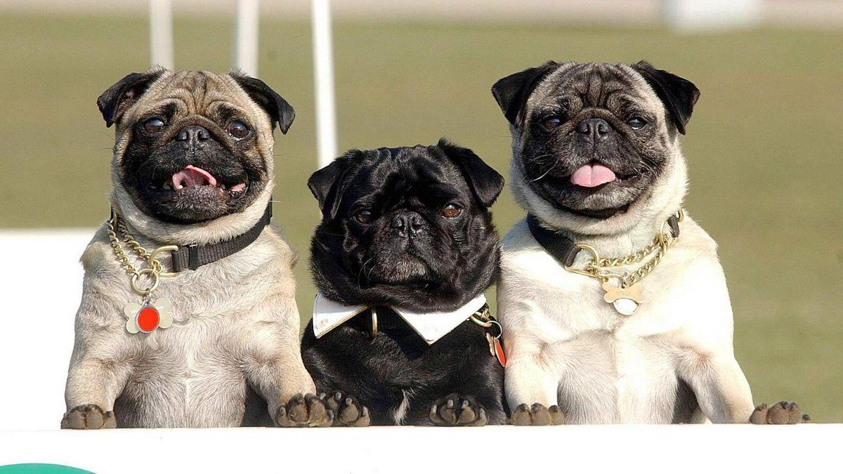 pugs - plare.