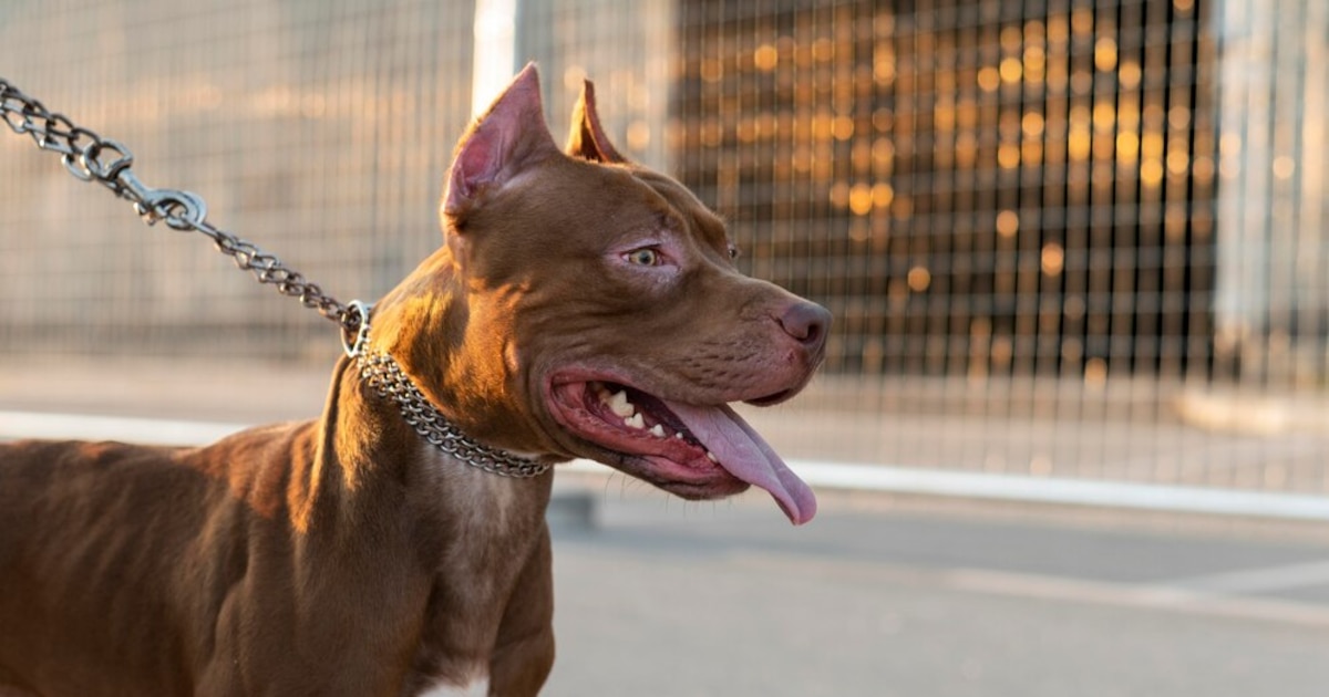 sangre perro 1 - plare.