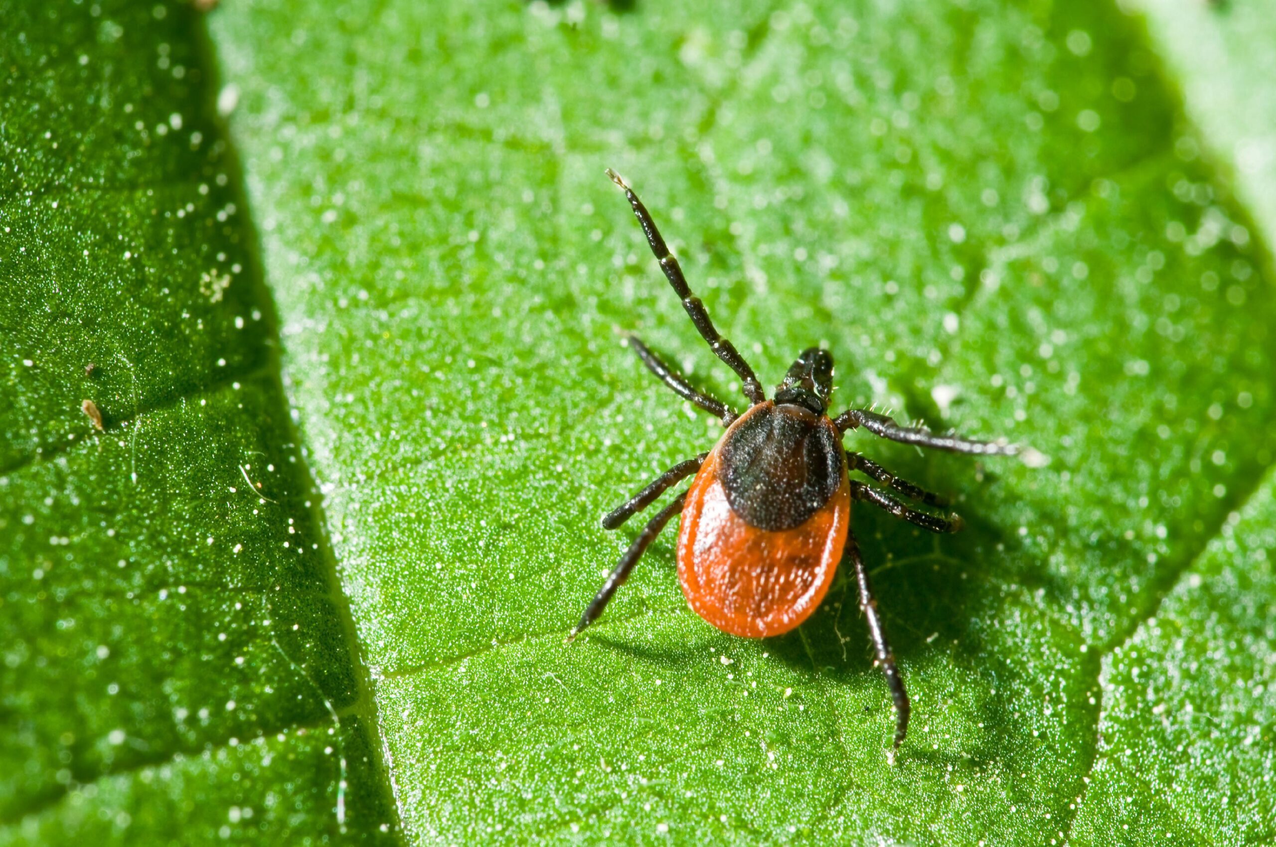 enfermedad de lyme diagnóstico tratamiento