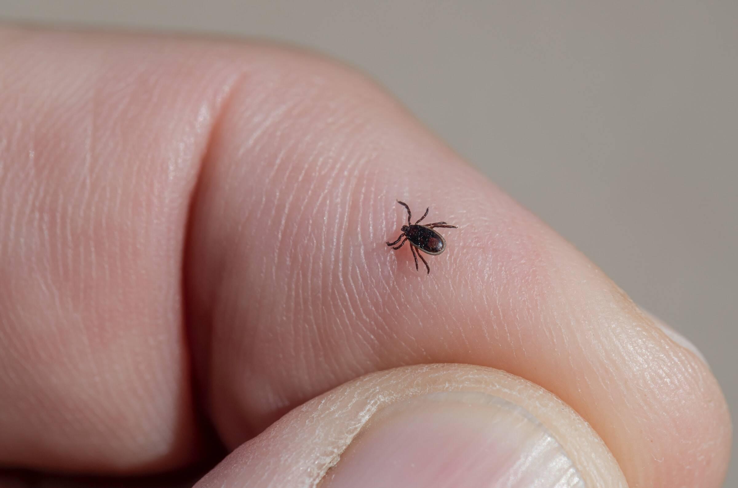 enfermedad de lyme prevención