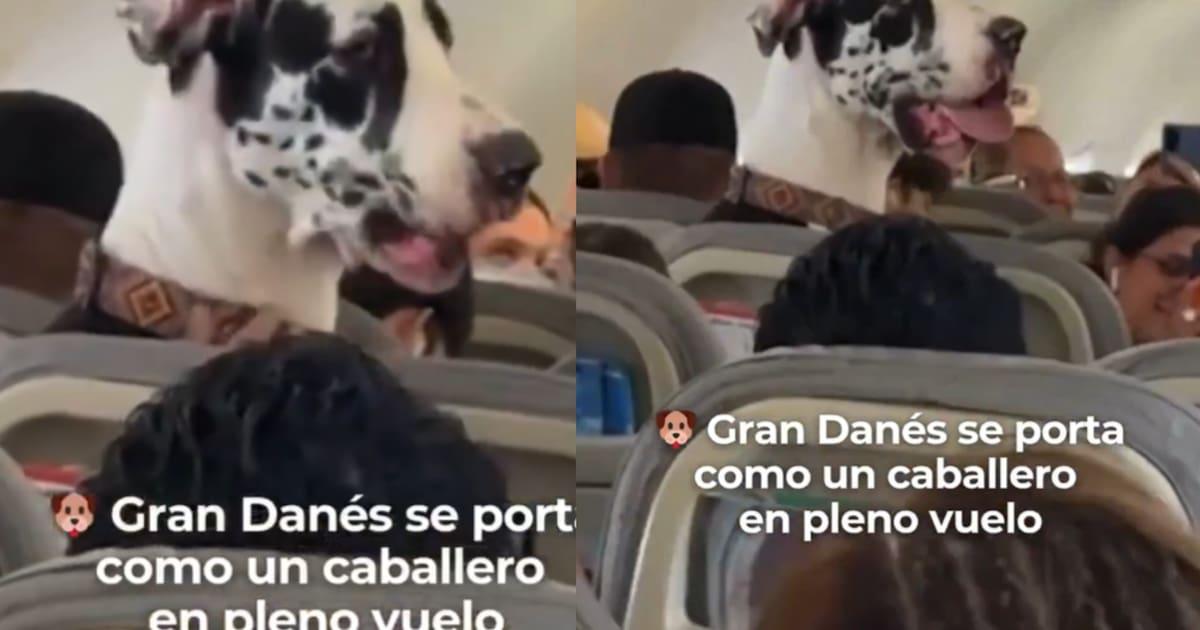 grand danés dans la cabine de l'avion