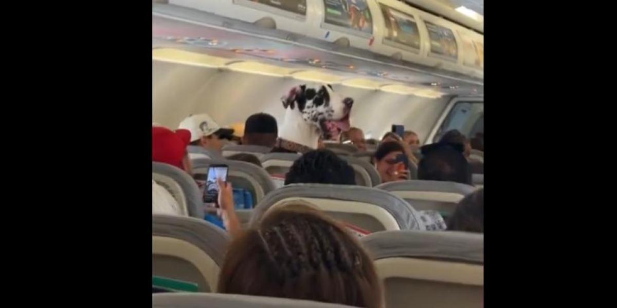 grand danés voyageant en avion