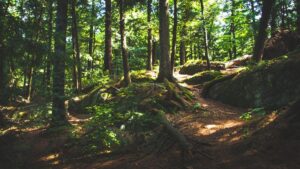"Défis et solutions face au changement climatique et à la pression urbaine" - plare. desertificación-6