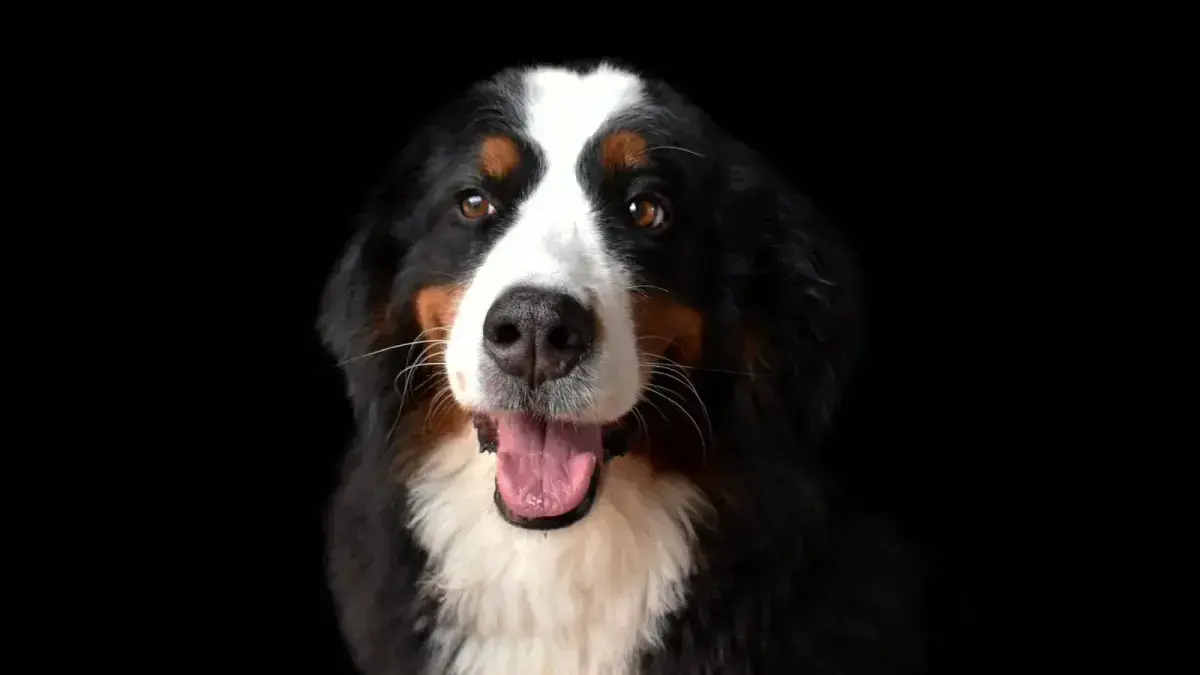 Chiens profitant d'une garderie canine