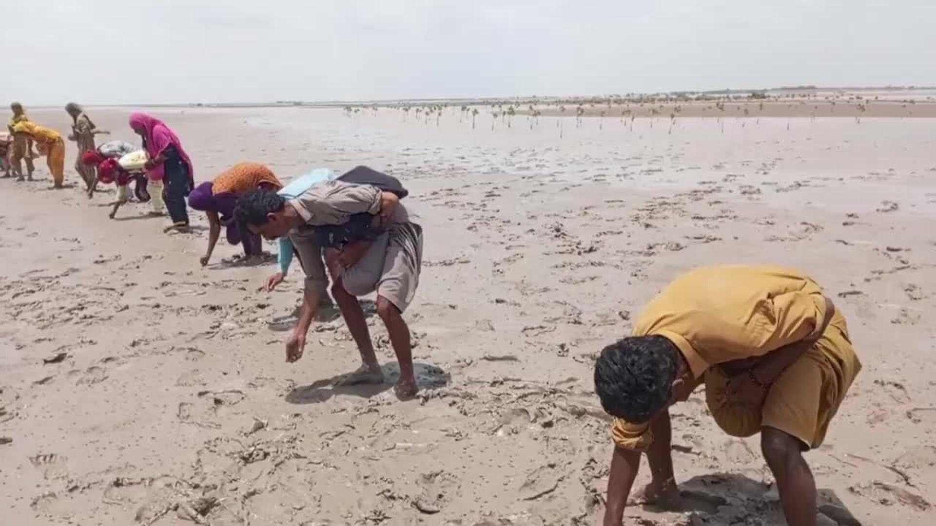 Restauration de mangroves