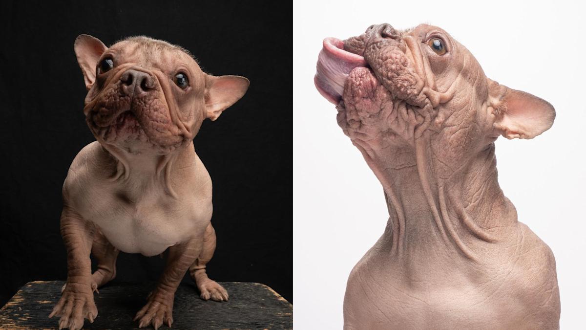 Gagnants du concours du chien le plus moche du monde