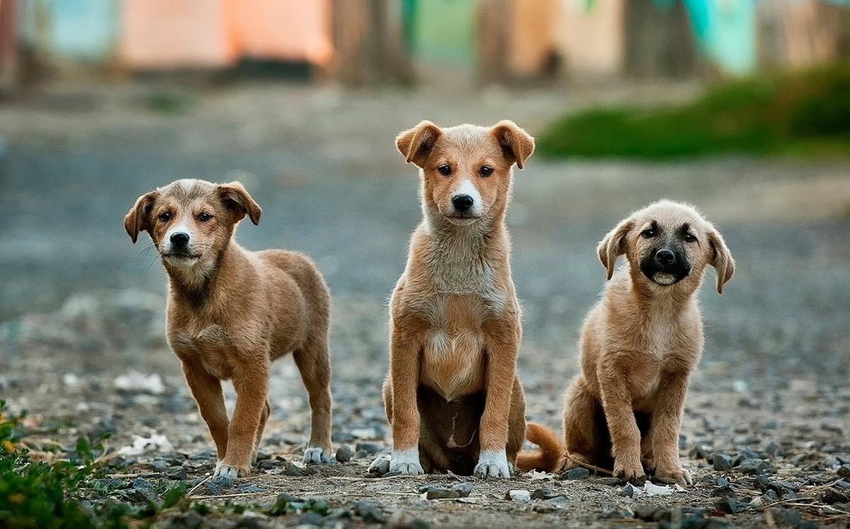 Chiens policiers en adoption à León