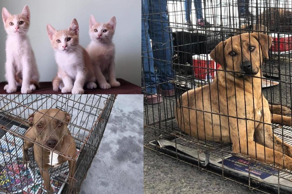 Animaux de service en adoption à León