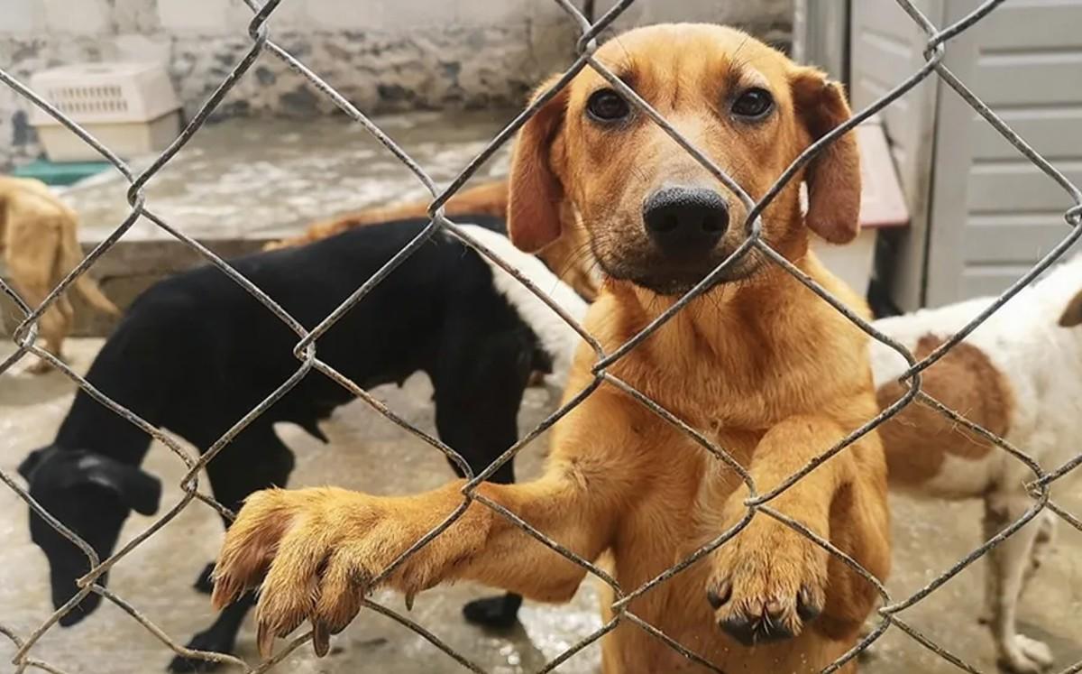 Chiens K9 à la retraite à León