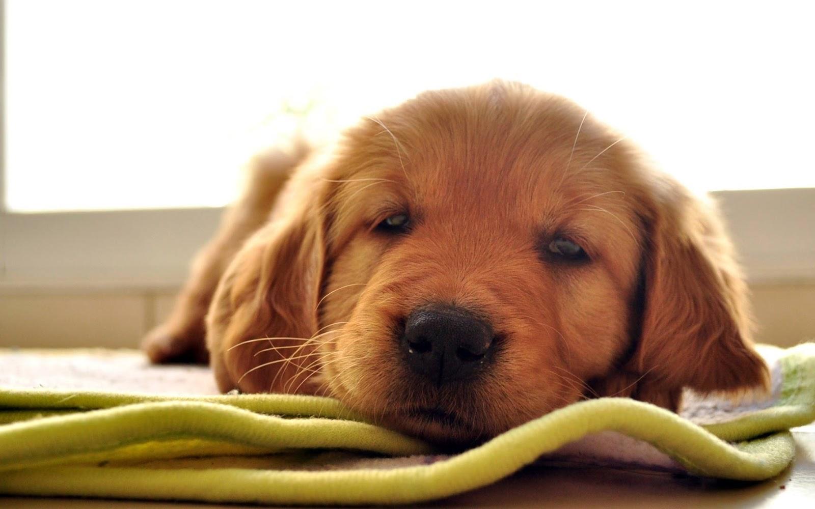 Soins des chiens à la retraite à León