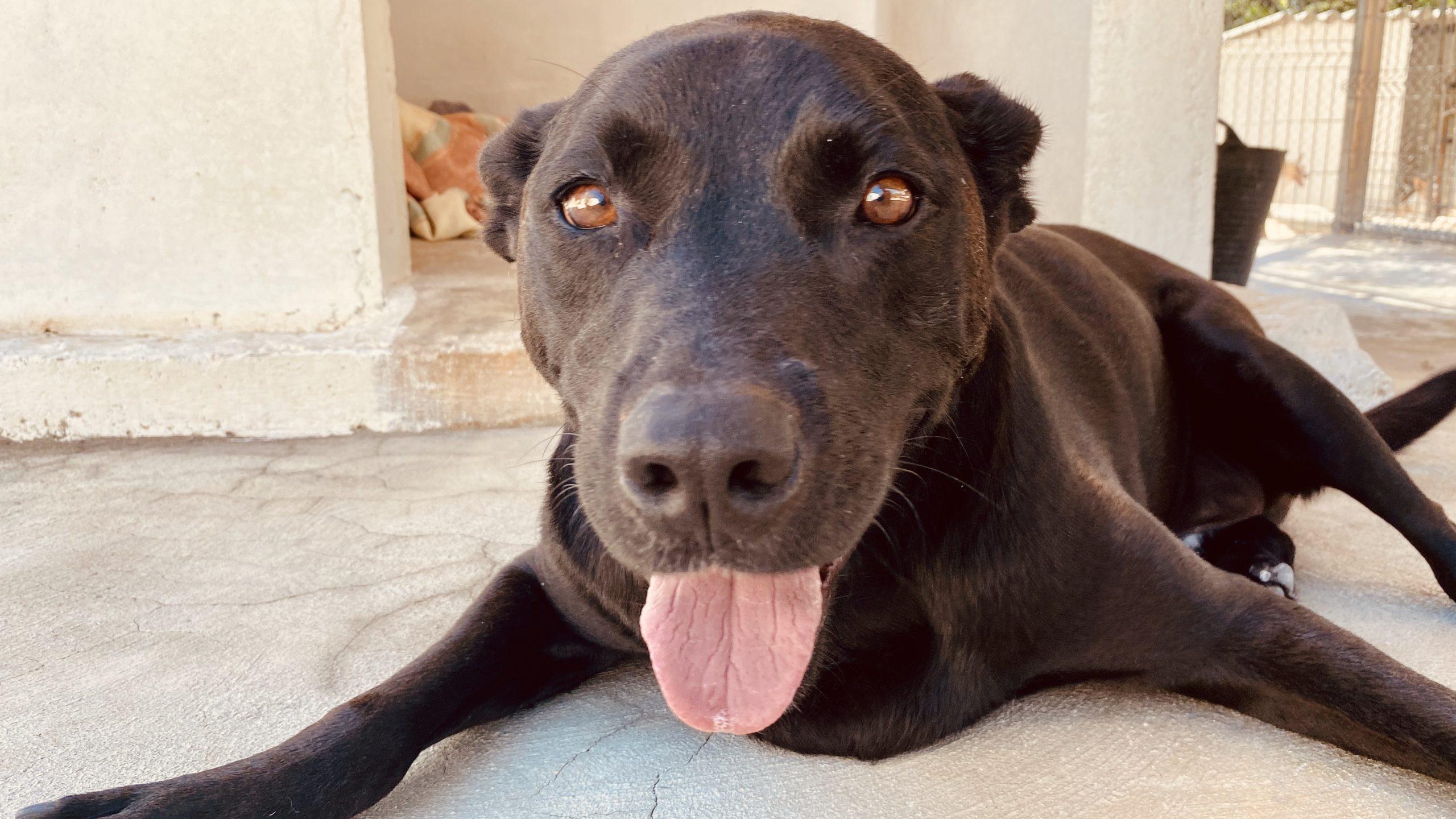 Chiens à adopter à Fidelio