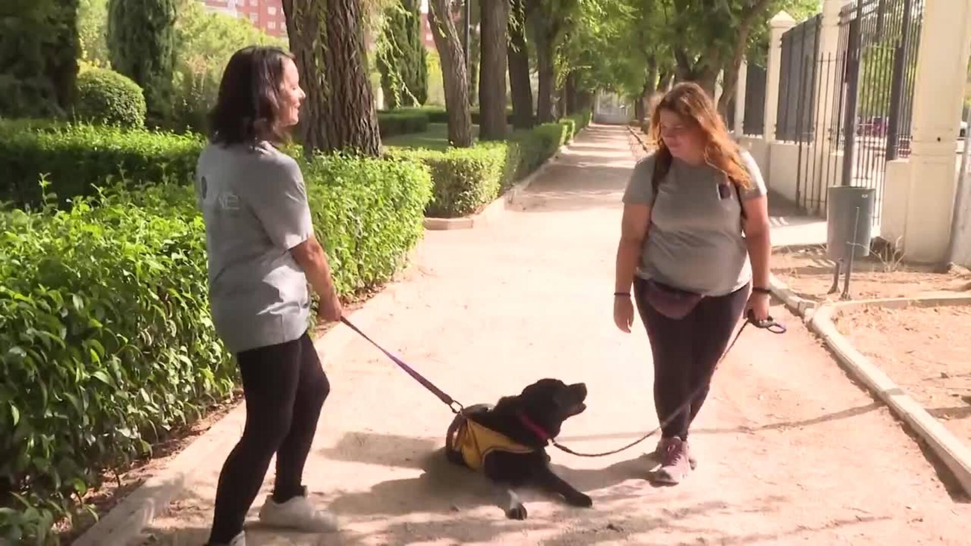 Perro con discapacidad entrenando con señas