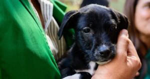 jornadas de adopción de perros-1