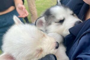 venta ilegal de cachorros