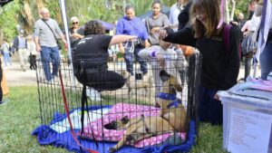 IX Jornada de Adopción