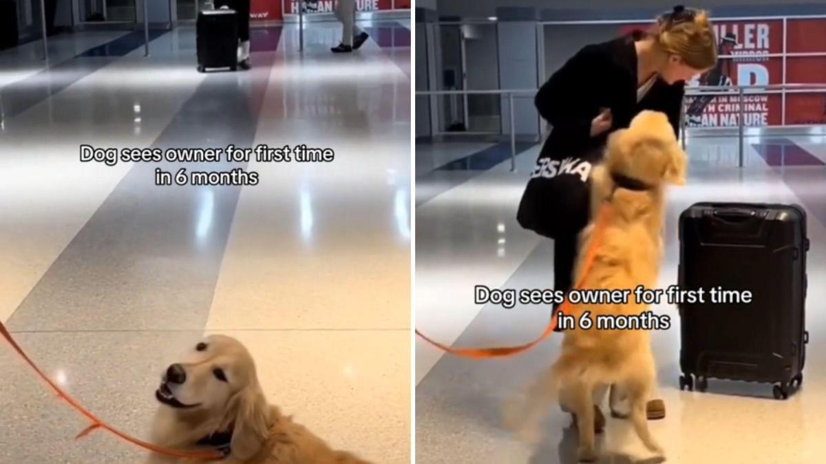 Etude sur la race de chien la plus affectueuse