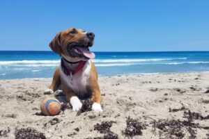 La race de chien la plus affectueuse selon la science : top des compagnons dévoués - plare. Races de chiens amicales