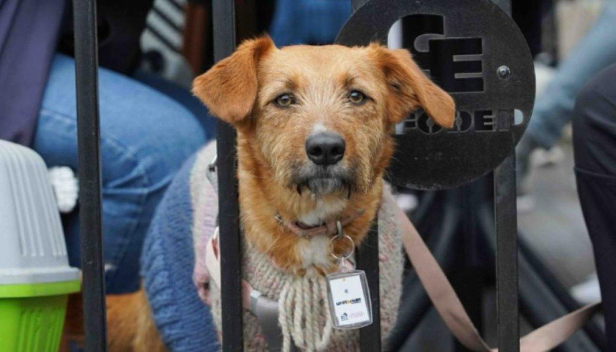 Collier intelligent pour localiser les animaux