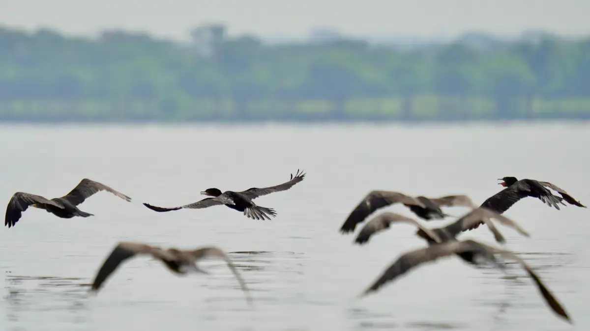 Observation des oiseaux dans des espaces protégés