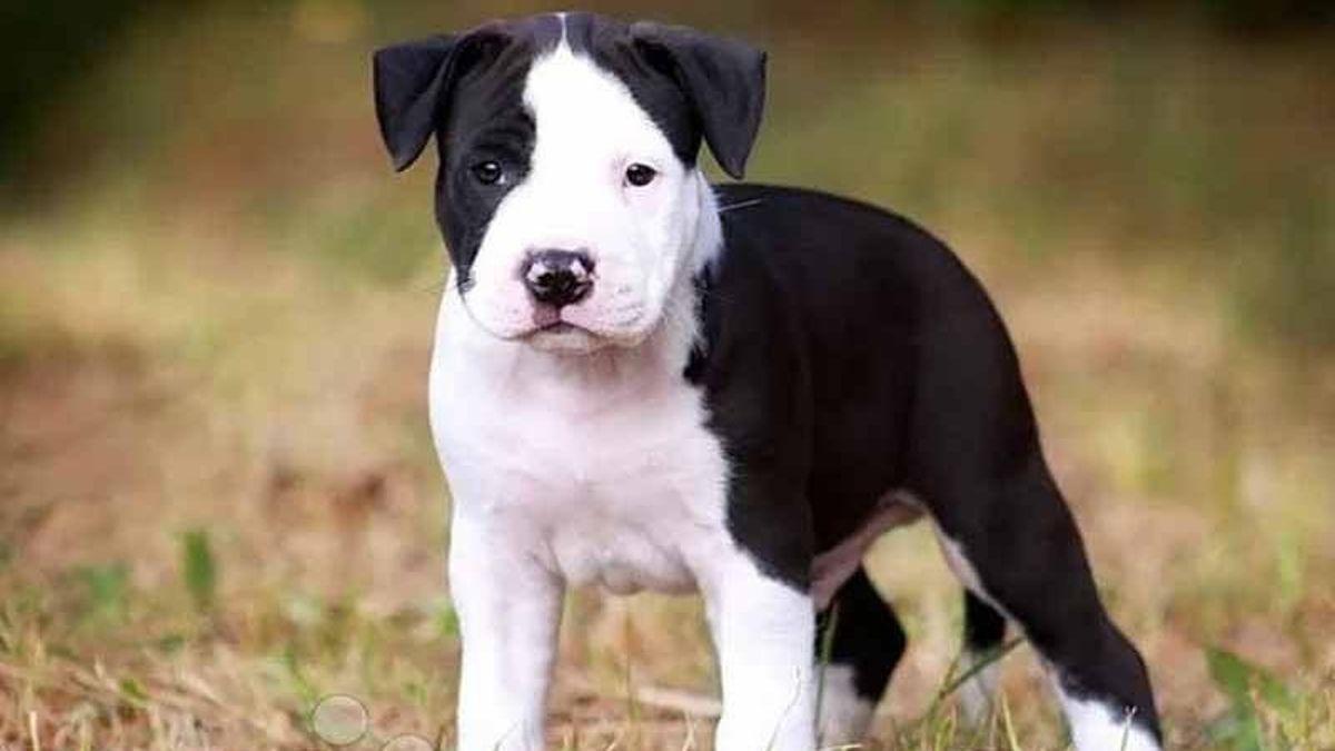 Intervention policière pour vente de chiots à Elda