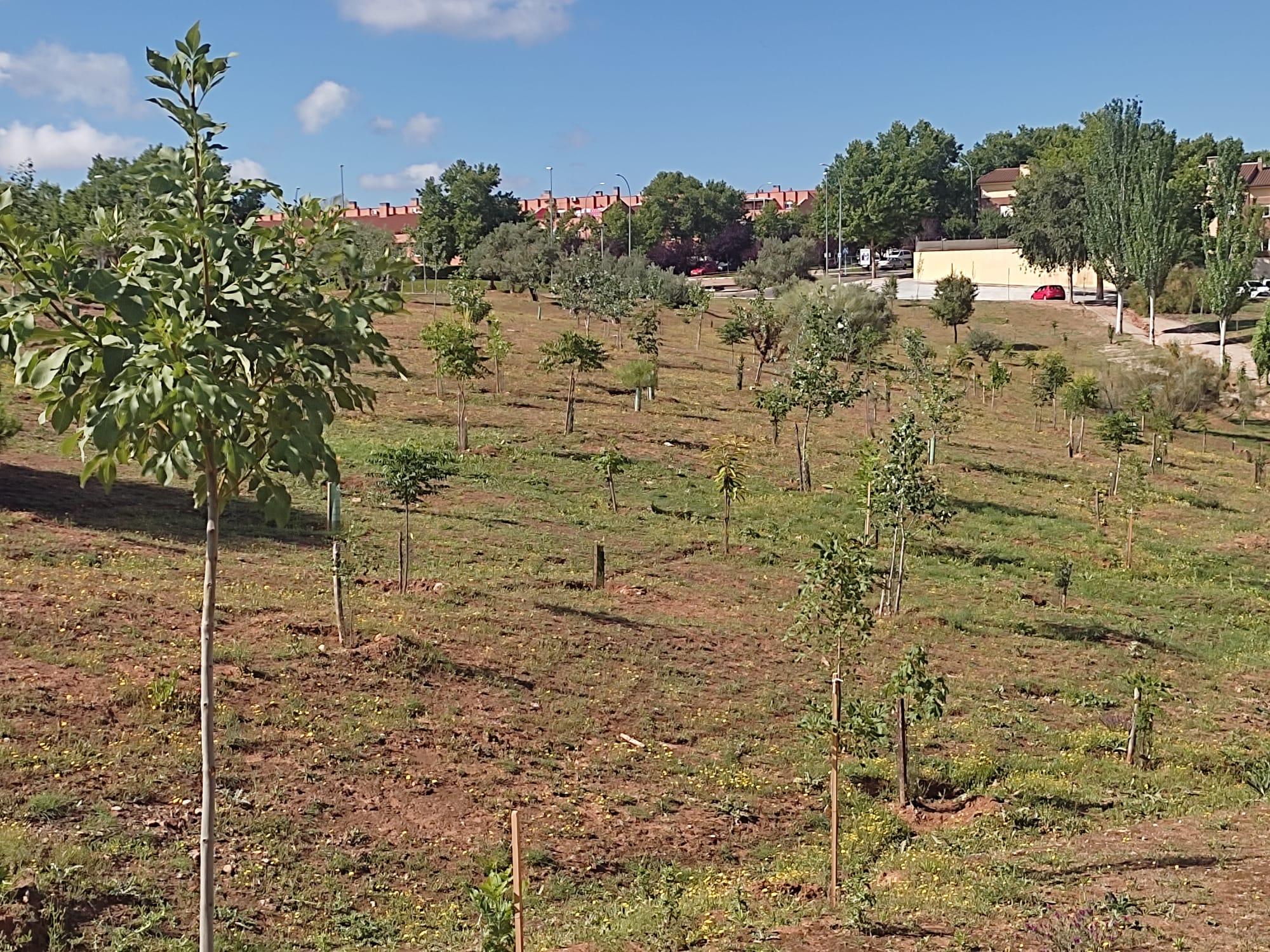 Détail de la végétation du bosquet urbain d'Aguas Vivas