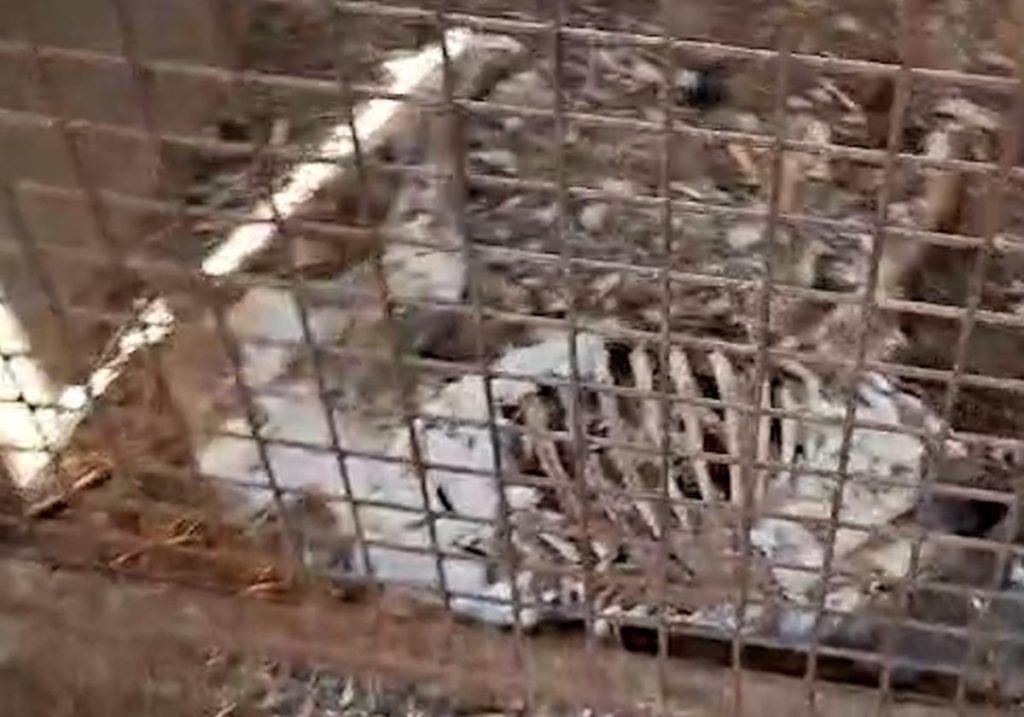 Tragédie à Azuaga : 32 chiens retrouvés morts de faim dans une ferme abandonnée