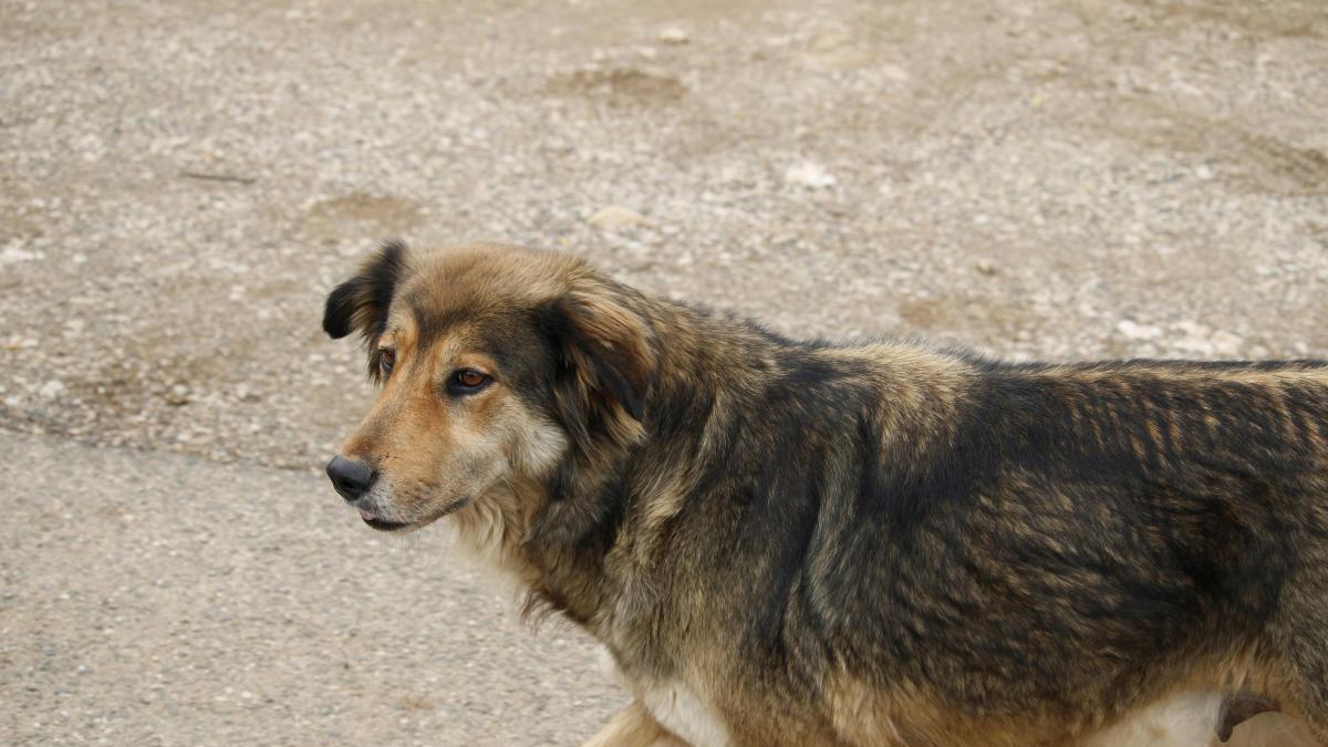 Dia Internacional del Animal sin Hogar 1 - plare.