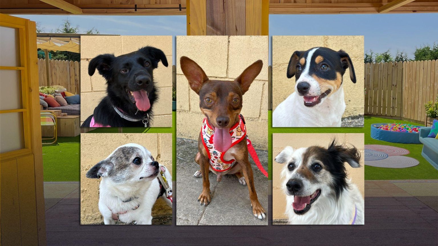 Adoptions émouvantes et succès fulgurant pour dog house en pleine forme