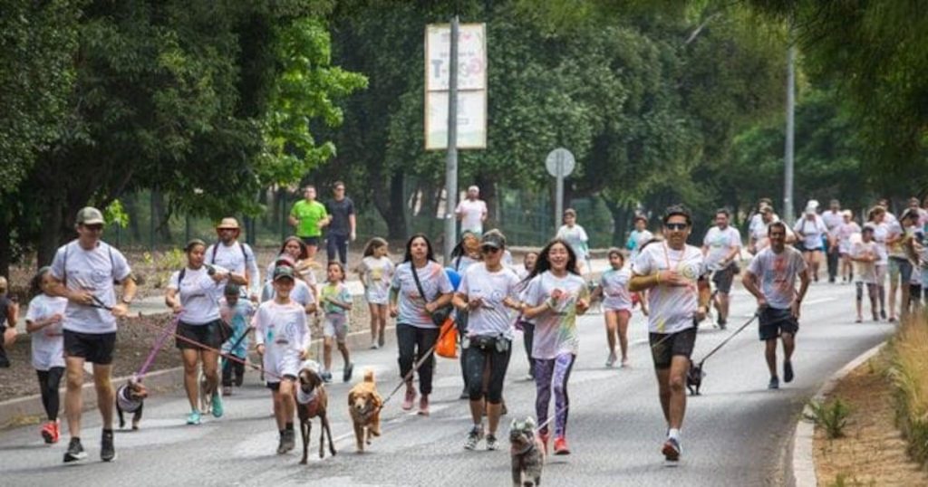 La municipalité de La Florida organise la première édition de l’Expo Patitas, un événement gratuit dédié aux amoureux des animaux, les 30 et 31 août 2025, de 12h00 à 20h00, au Parc Balneario Municipal, situé au 1380, avenue Alonso de Ercilla. (biobiochile.cl)
L’événement propose diverses activités, notamment des conférences sur la nutrition, la santé et le comportement animal, des séances d’adoption de chiens et de chats en collaboration avec des fondations reconnues, ainsi qu’une zone dédiée aux exposants locaux et aux marques partenaires. (abandonados.cl)
Parmi les points forts, une course colorée de 2 kilomètres, la "Color Pet", aura lieu le samedi 30 août à 10h00. Les participants devront s’inscrire au préalable. (biobiochile.cl)
L’accès à l’Expo Patitas est gratuit, mais une inscription préalable est requise. Les places étant limitées, il est conseillé de s’inscrire rapidement via le lien fourni. (abandonados.cl)
Pour plus d’informations et pour vous inscrire, veuillez consulter le site officiel de la Corporación de Fomento de La Florida.