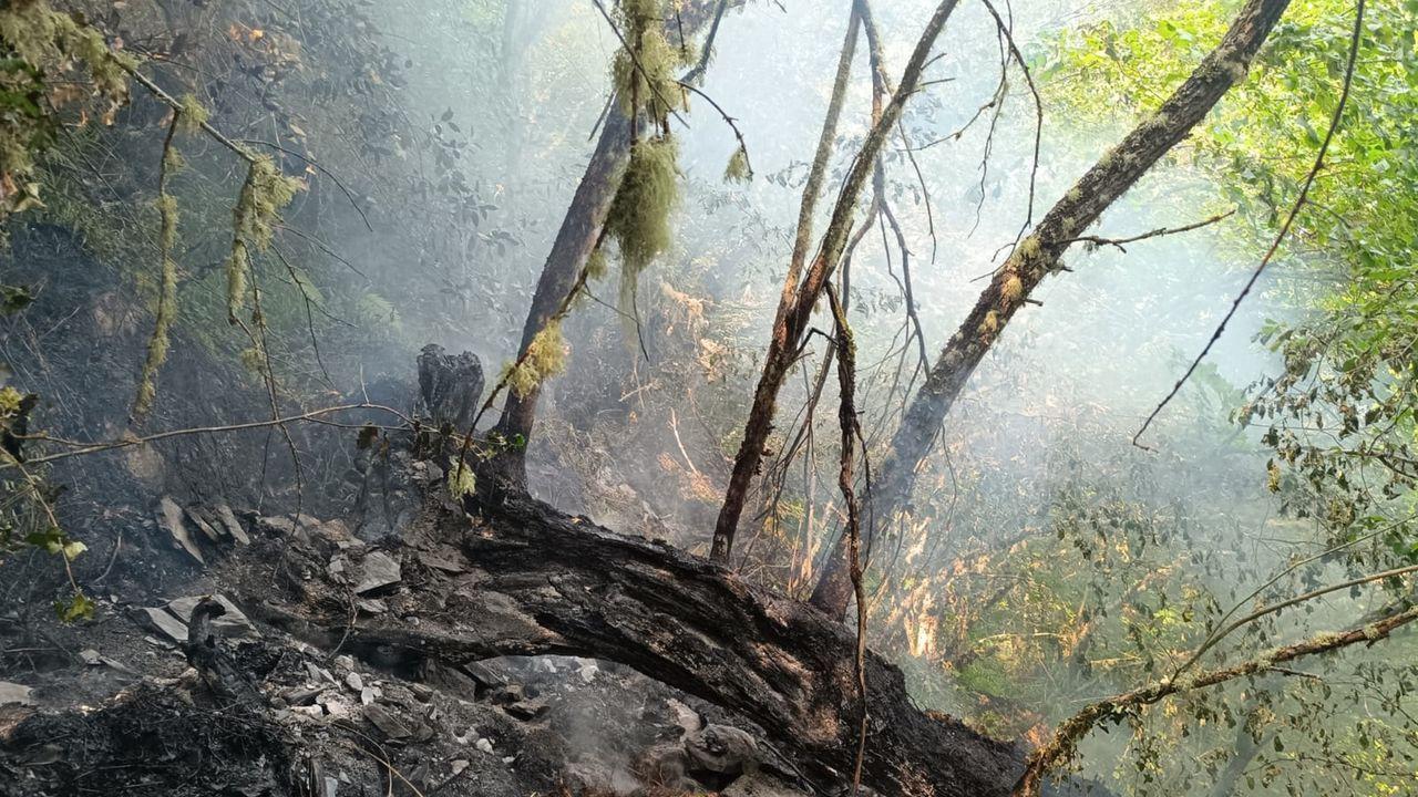 Fuego amenaza bosque mas antiguo de Galicia - plare.