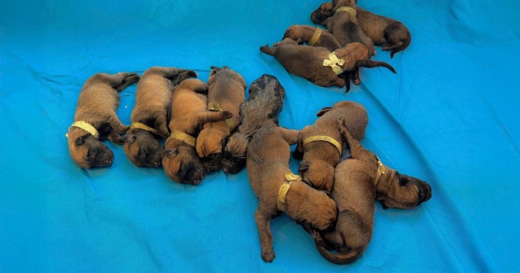 Caniques de la marina pour le mondial : un soutien affectueux aux équipes en euro.