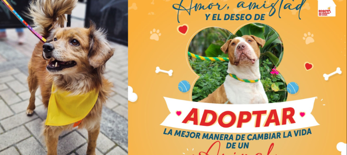 Programme de la journée de adoption