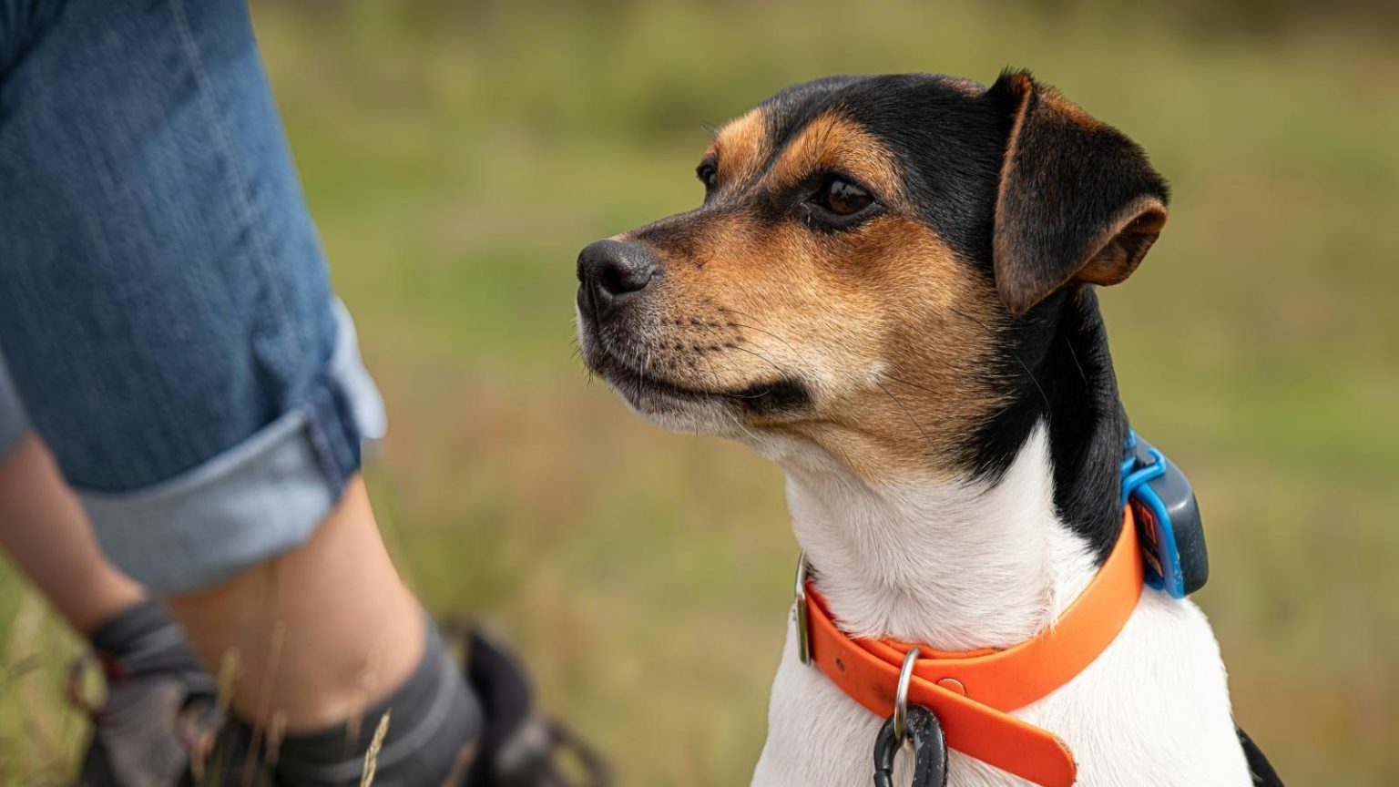 La Florida présente CO.RA.GE, le collier de geolocalisation innovant pour vos animaux de compagnie.