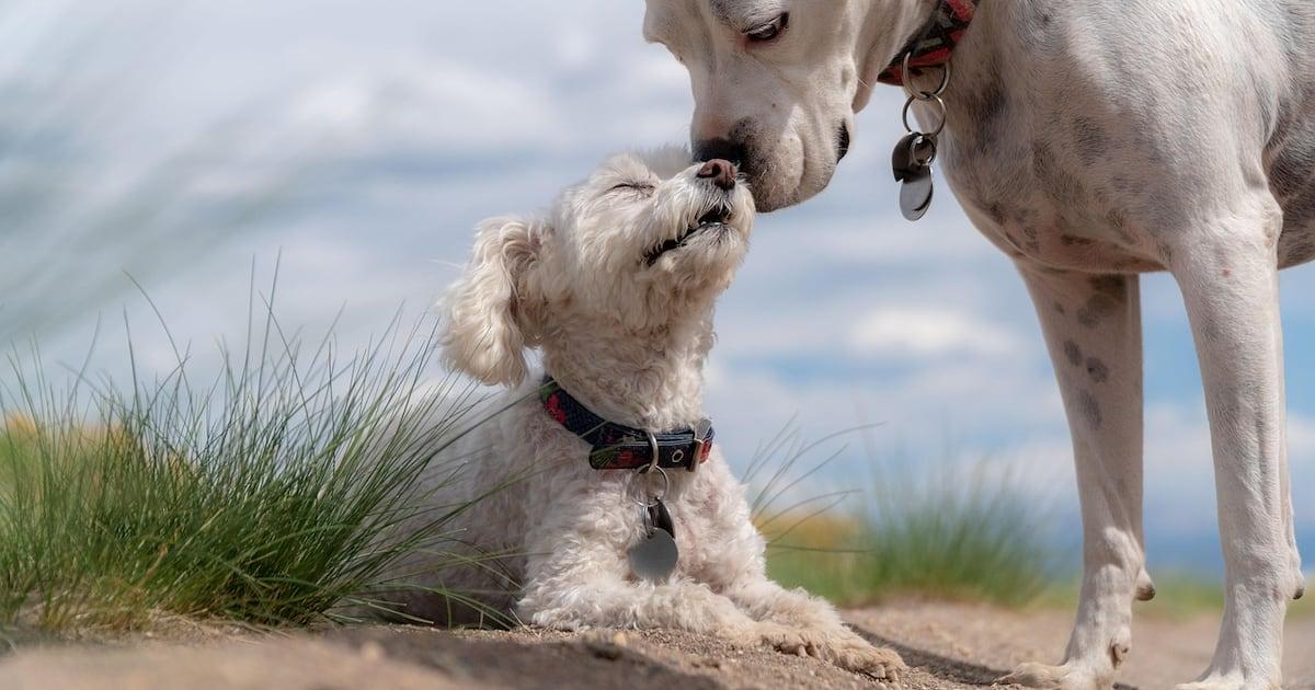 La race de chien la plus affectueuse selon la science - plare.