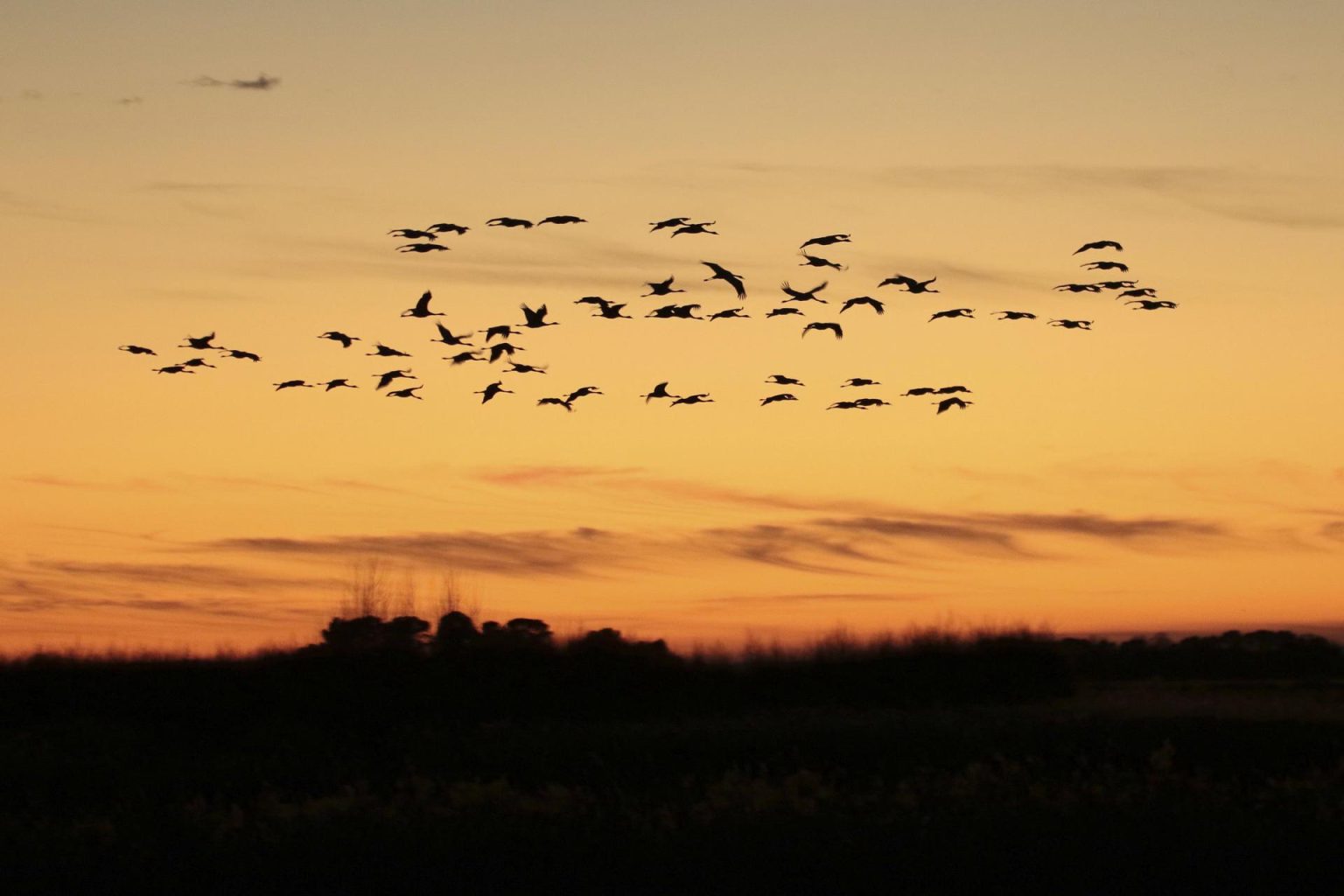 Las Tablas de Daimiel : un record impressionnant de censo d’oiseaux en Espagne