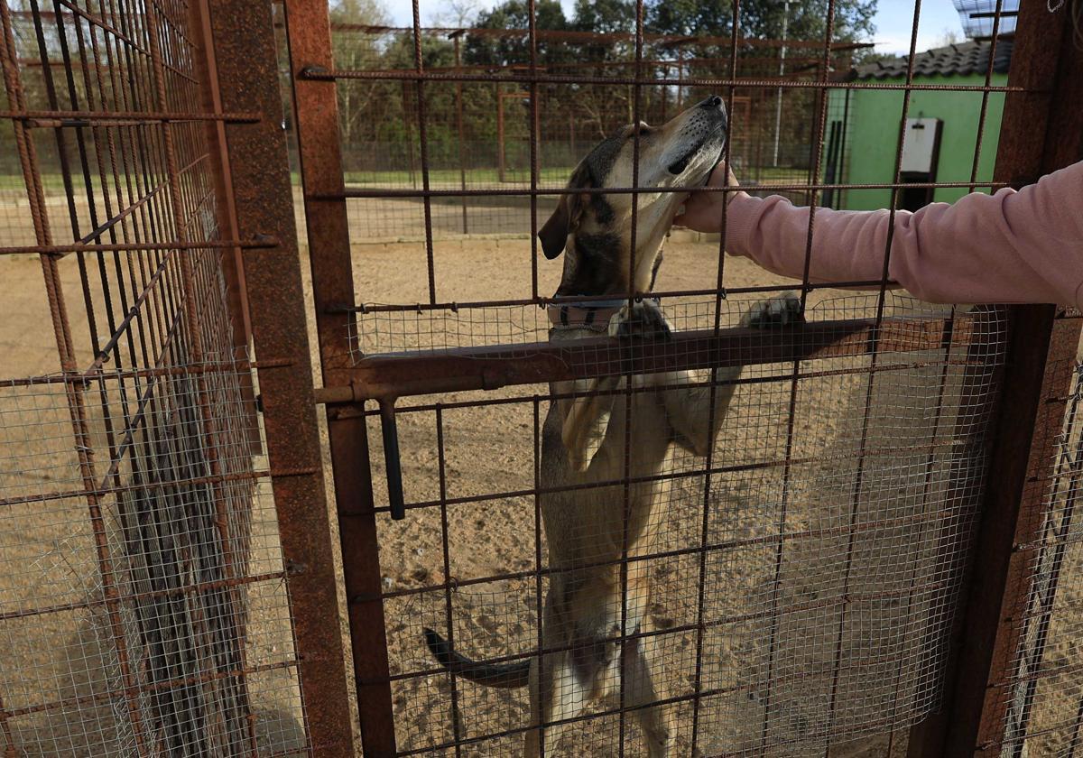 Garderie pour chiens avec différents niveaux d'énergie