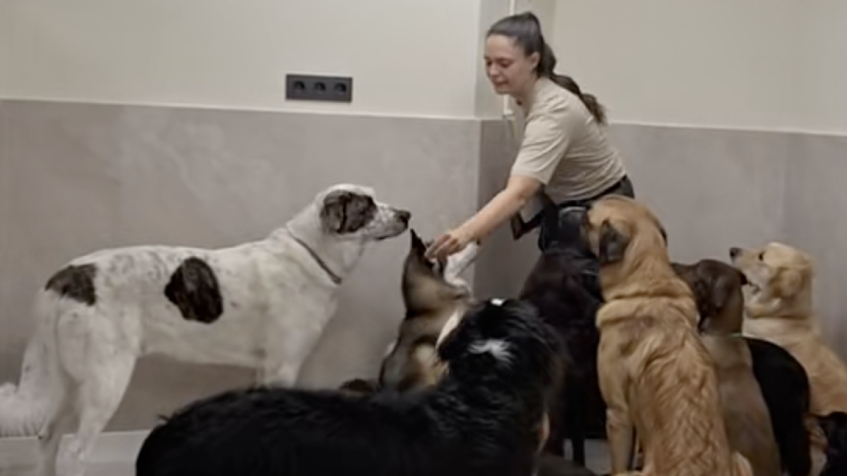Nouvelles tendances et regulations pour le bien etre canin ce - plare.
