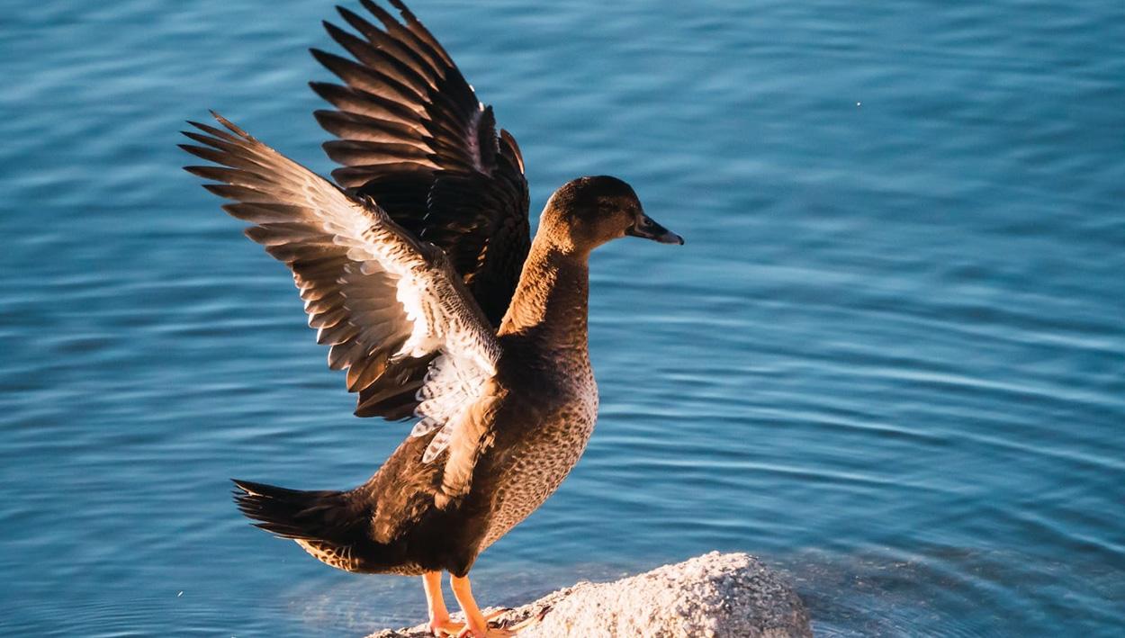 Tourisme ornithologique responsable