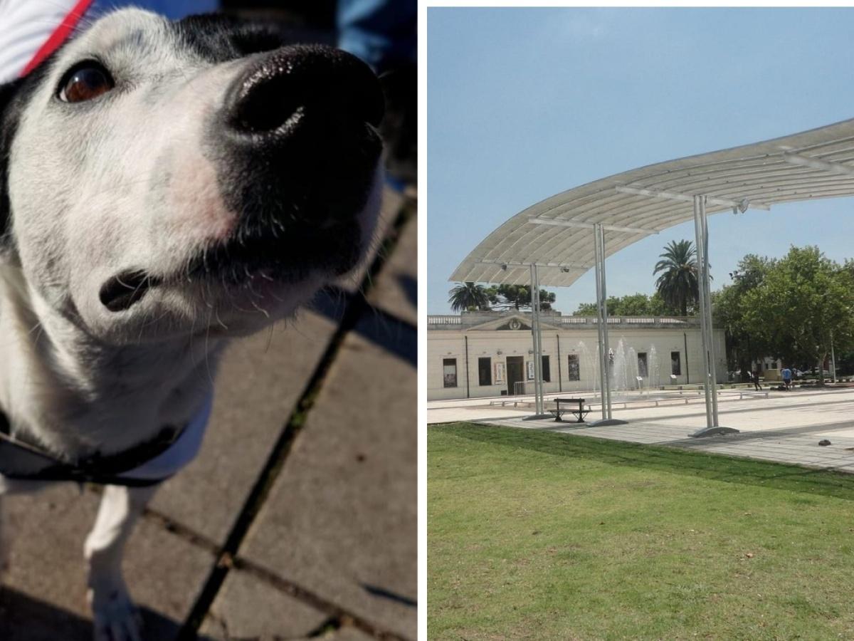 Sexta jornada de adoption a Plaza Malvinas trouvez votre - plare.