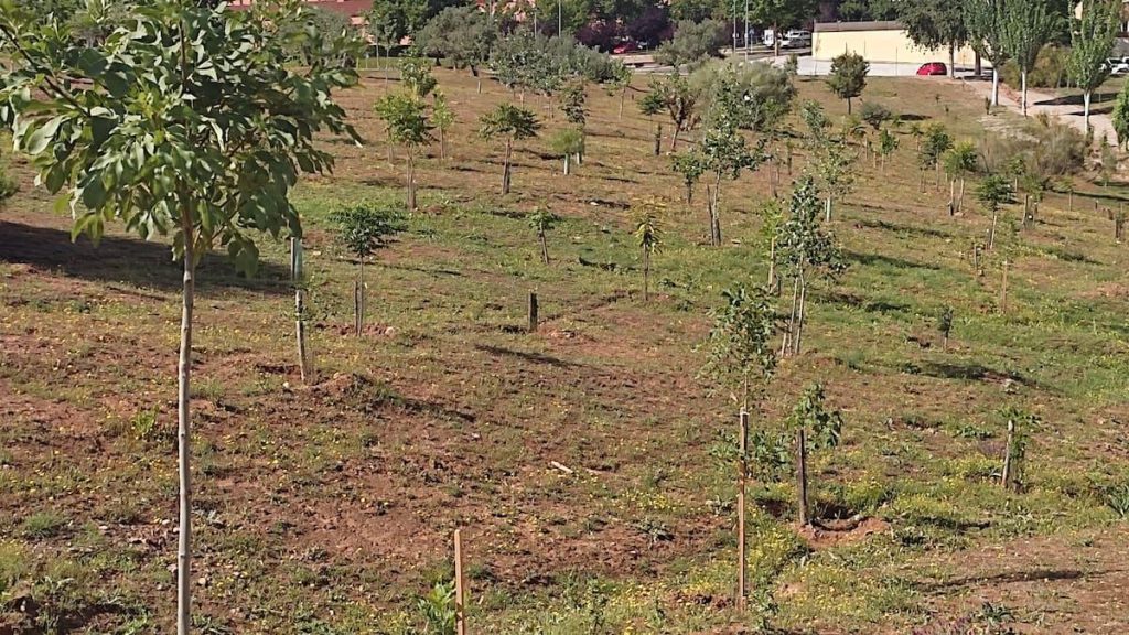 Tensión en el bosque urbano de Aguas Vivas: riego cortado y sus efectos en el arbolado sostenible