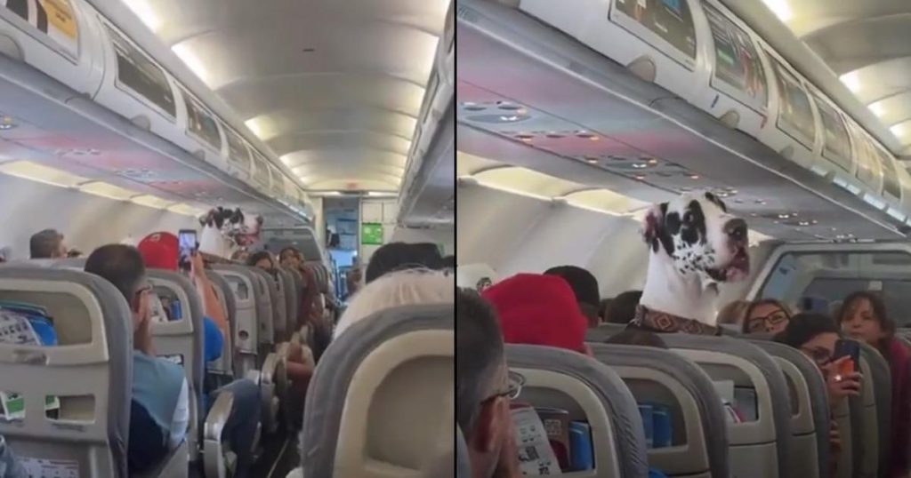 Voici un titre SEO accrocheur :
« Viral sur les réseaux : l’incroyable aventure en avion qui fait le tour du web »