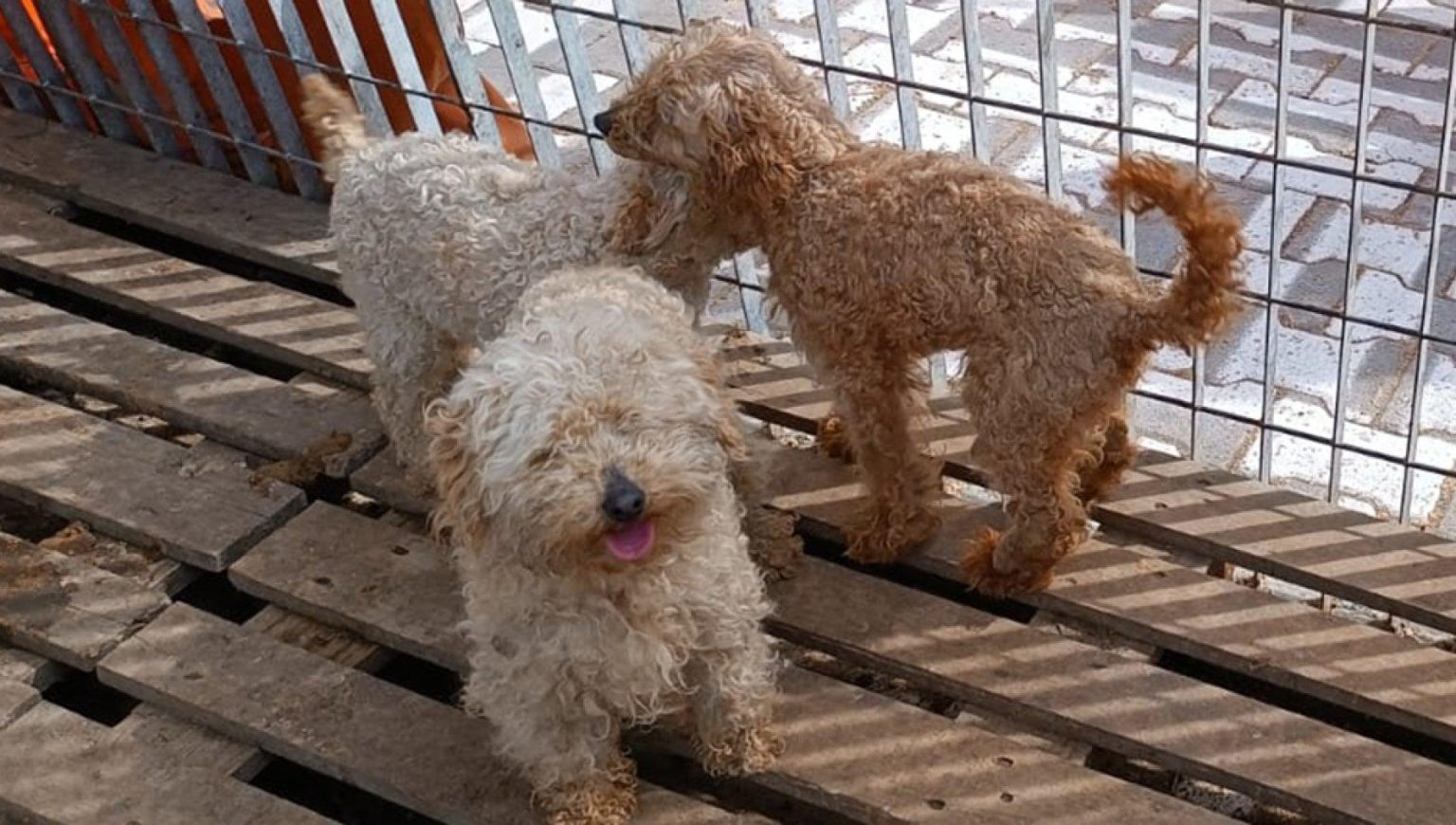 Criadero illégal de barboncino et bassotto démasqué à Asola : une enquête choc sur le trafic animalier