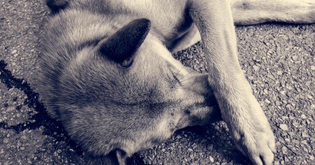 García : arrestation de deux mineurs impliqués dans le meurtre d’un chien